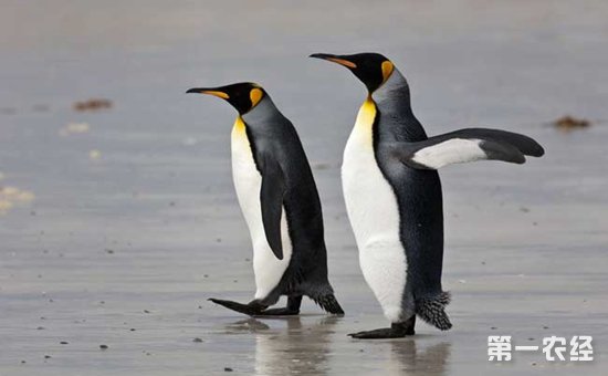 企鹅的天敌是什么动物?