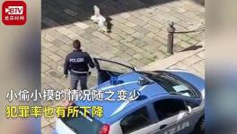 两只海鸥打架，意大利警察踹开海鸥