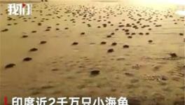 近2000万小海龟孵化奔向大海 大自然并不需要人类